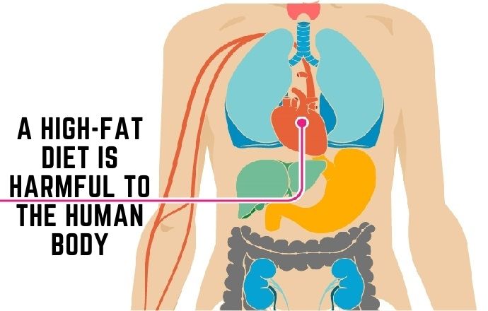 A High-Fat Diet Is Harmful To The Human Body