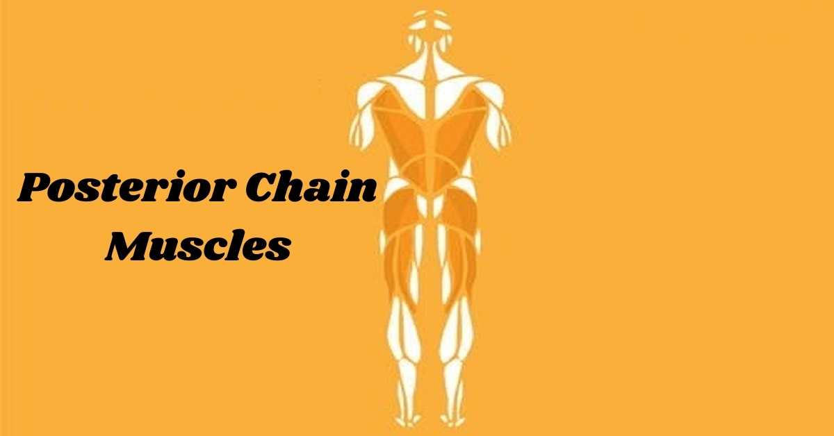 Posterior Chain Muscles